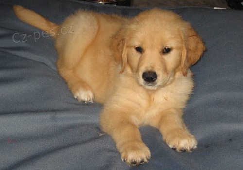 Zlat� retr�vr je velk�