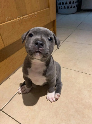 Staffordshire Bull Terrier �t��ata pro domov