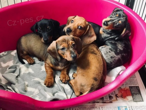 Kr�sn� miniaturn� jezev��ka �t��ata