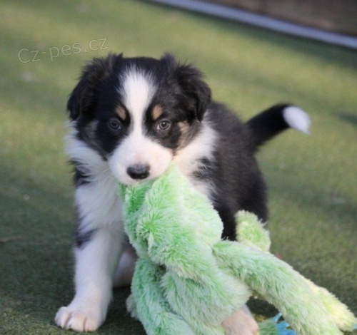 BORDER COLLIE �T��ATA K DISPOZICI