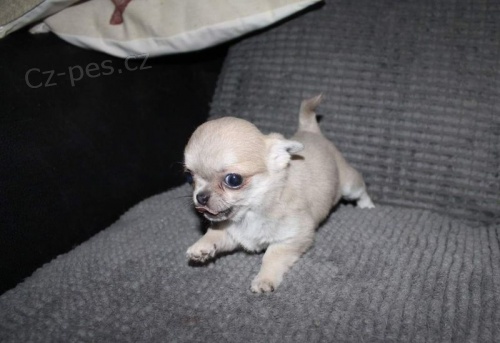 Kr�sn� �t��ata chovan� 