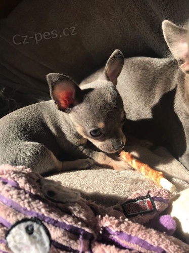 �ivava �t��ata