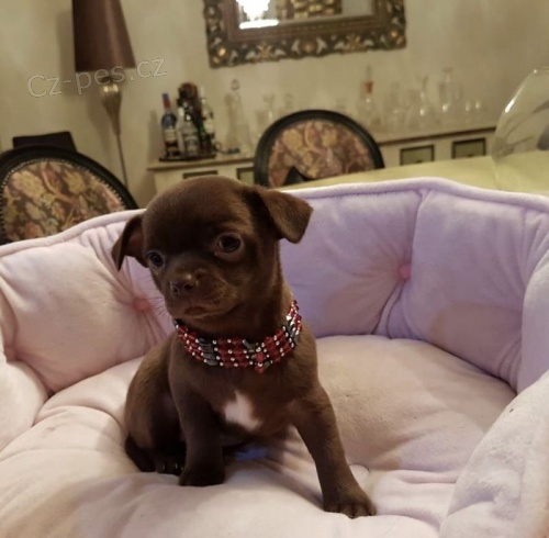 Kr�sn� �ivava �t��at pro p�eo�kov�n�