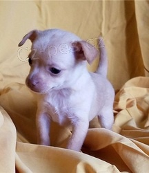 �ivava �t��ata na prodej.