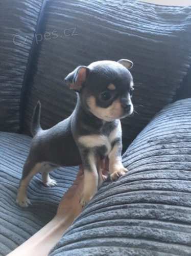 miniaturn� �ivava 