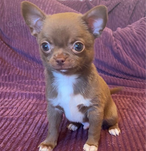 Ohromuj�c� �t��ata �ivavy