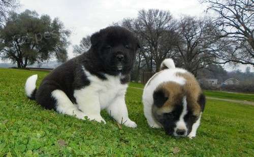 ps� Akita Inu