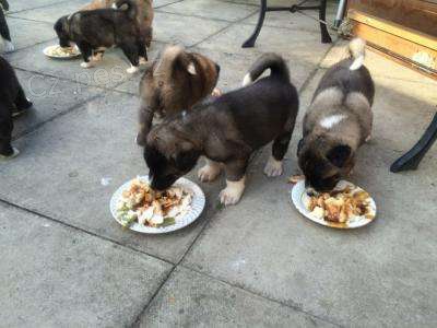 Roztomil� �t��ata ps� Akita 