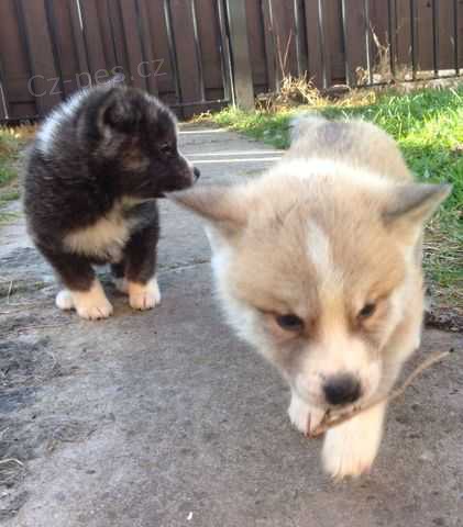 Japonsk� �t��ata Akita Inu