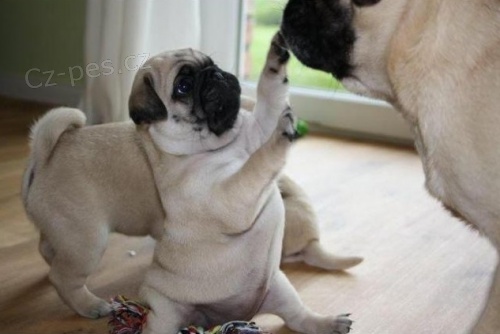 Kr�sn� �t���tka Pug k dispozici k adopci