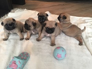 Roztomil� �t���tka Mops