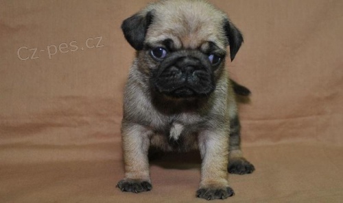 Fawn / Black Mops �t��ata.