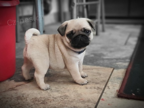 Vynikaj�c� standardn� Mops �t��ata