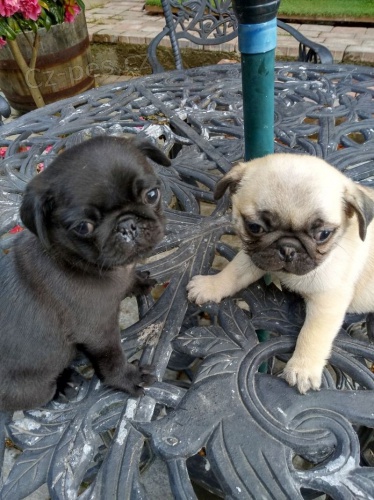 Kr�sn� �t���tka Mops a Mops pro dobr� bydlen� v m� bl�zkosti