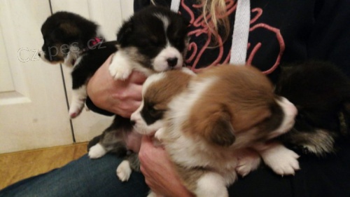 Welsh Pembroke corgi tri barevn� t. Byli vychov�ni v na�em dom� spolu se svou matkou a t�tou. s certifik�tem 5 generace, od�erven� o�kov�n� a mikro�ip