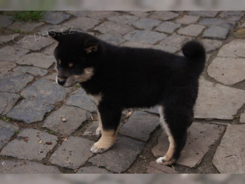 kr�sn� �t���tka Akita Inu k adopci