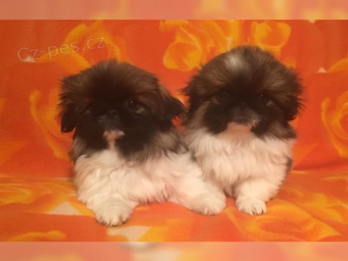 Kr�sn� pekingsk� �t���tka k adopci.