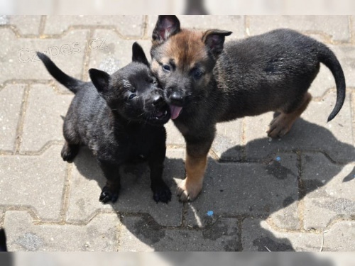 Kr�sn� �t���tka Malinois k adopci.