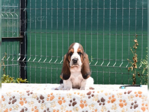 kr�sn� �t���tka Basset Hound hledaj�c� nov� domovy