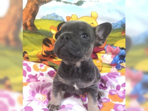 Zdrav� �t��ata francouzsk�ho buldo�ka k adopci.