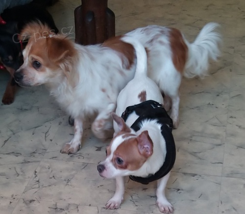 �t���tka prod�m