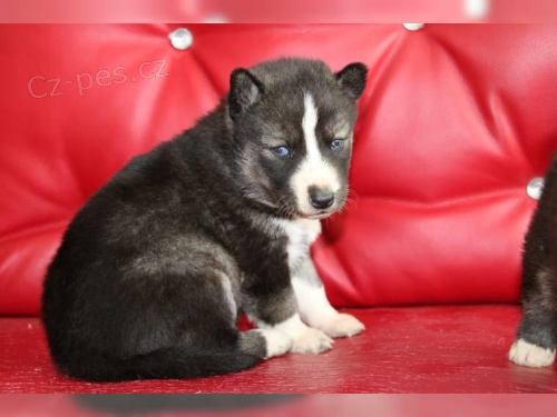 Kr�sn� �t���tka Sibi�sk�ho Huska k adopci.