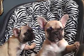 Francouzsk� buldo�ek �t��ata na prodej