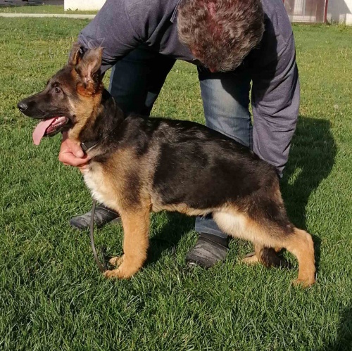 �t��ata n�meck�ho ov��ka