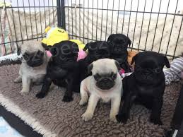 Mops �t��ata
