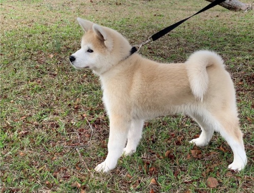 �t��ata akita (k dispozici)