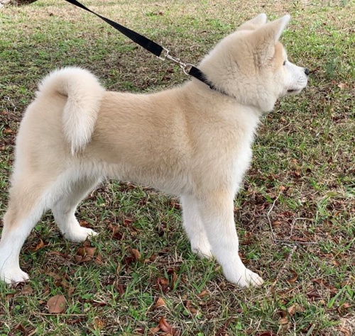 �t��ata akita (k dispozici)