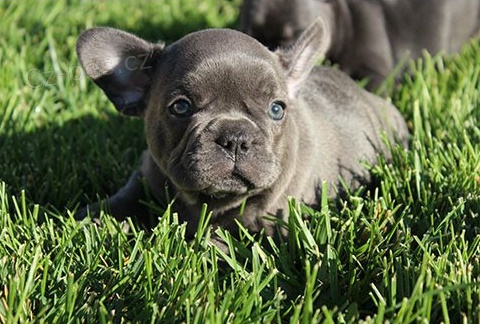 �t��ata francouzsk�ho buldo�ka (k dispozici)