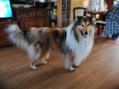 Kolie dlouhosrst� zlat� - ke kryt�