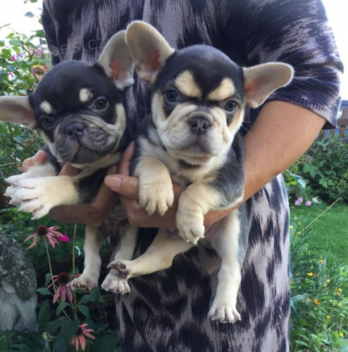 �t��ata francouzsk�ho buldoka