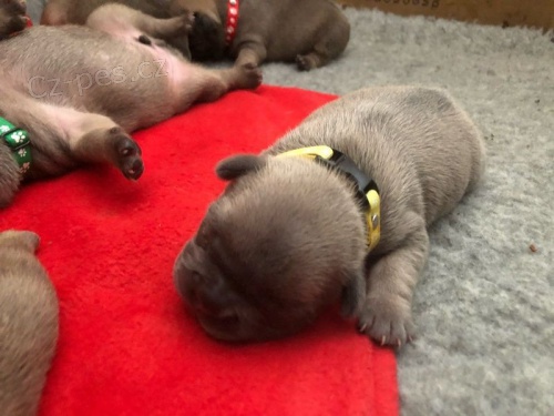 Francouzsk� buldo�ek 