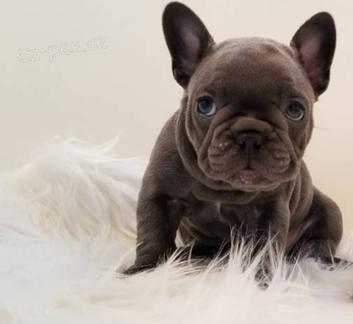 BLUE FRENCH BULLDOG �T��ATA