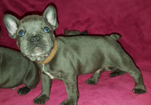 �t��ata francouzsk�ho buldoka k adopci