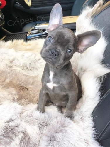 �t��ata francouzsk�ho buldo�ka