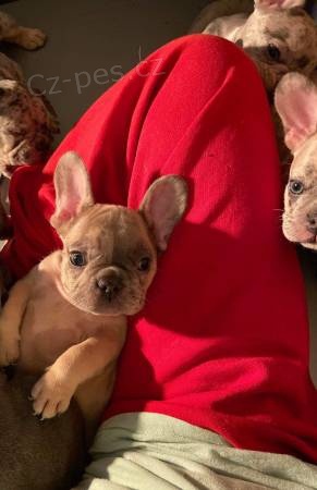 �t��ata francouzsk�ho buldo�ka