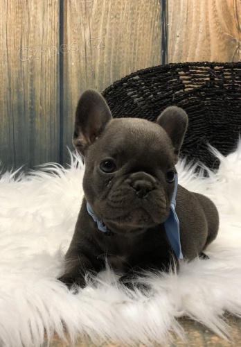 Francouzsk� buldo�ek nejvy��� kvality (pes)