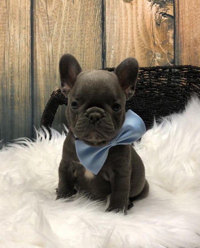 francouzsk� rodina.