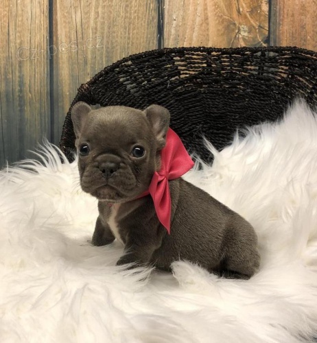 �t��ata francouzsk�ho buldoka