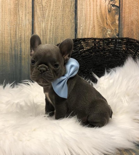 �t��ata francouzsk�ho buldo�ka