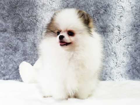 Pomeranian �t��ata