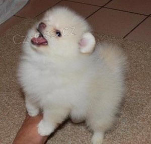 Mal� �t���tka Pomeranian �t��ata k adopci