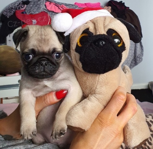 Mops �t��ata