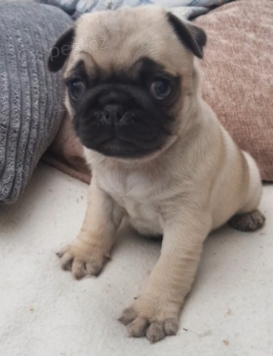 Mops �t��ata k dispozici