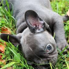 D�RKOV� �T��ATA D�RKOV�HO FRENCH BULLDOG