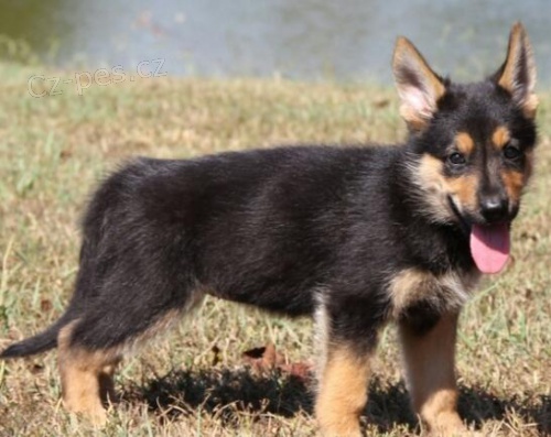 roztomil� �t���tka n�meck�ho ov��ka k adopci