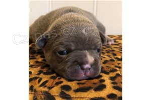 D�RKOV� �T��ATA D�RKOV�HO FRENCH BULLDOG